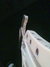 Rickenbacker 620/12 BH BT, White: Free image