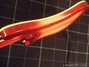Rickenbacker 4003/4 , Fireglo: Close up - Free2