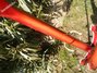 Rickenbacker 4003/4 , Fireglo: Neck - Rear