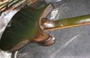 Rickenbacker 320/6 , Jetglo: Body - Rear