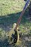 Rickenbacker 610/6 , Mapleglo: Free image