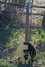 Rickenbacker 610/6 , Mapleglo: Body - Front