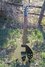 Rickenbacker 610/6 , Mapleglo: Full Instrument - Front