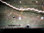 Rickenbacker TR7/amp , Black crinkle: Close up - Free2