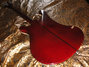 Rickenbacker 4001/4 , Burgundy: Full Instrument - Rear