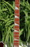 Rickenbacker 4003/4 , MonteBrown: Neck - Front