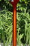 Rickenbacker 4003/4 , MonteBrown: Neck - Rear