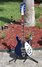 Rickenbacker 620/6 , Midnightblue: Neck - Front