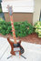 Rickenbacker 4001/4 BT, Walnut: Full Instrument - Front