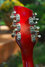 Rickenbacker 660/12 , Fireglo: Headstock - Rear