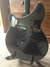 Jan 2006 Rickenbacker 360/6 , Jetglo: Body - Rear