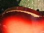 Rickenbacker 330/6 , Fireglo: Close up - Free