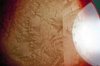 Rickenbacker 660/12 TP, Fireglo: Free image