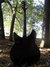 Rickenbacker 330/6 75th Ann, DCMetallic: Full Instrument - Rear