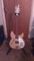 Rickenbacker 330/6 , Mapleglo: Full Instrument - Front