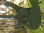 Rickenbacker 4001/4 , Jetglo: Body - Rear