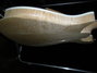 Rickenbacker 660/12 , Mapleglo: Body - Rear