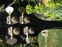 Rickenbacker 4001/4 , Jetglo: Headstock - Rear