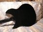 Rickenbacker 330/6 , Jetglo: Neck - Rear