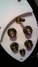 Rickenbacker 370/12 , Jetglo: Close up - Free2