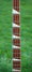 Rickenbacker 4001/4 , Mapleglo: Neck - Front