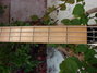 Rickenbacker 4003/4 S BH, White: Headstock - Rear
