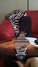 Rickenbacker 330/6 , Fireglo: Close up - Free2