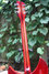 Rickenbacker 330/6 , Fireglo: Neck - Rear