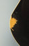 Rickenbacker 4003/4 , Jetglo: Close up - Free