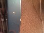 Rickenbacker 330/6 , Turquoise: Neck - Rear