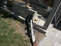 Rickenbacker 360/6 , Jetglo: Full Instrument - Rear