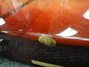 Rickenbacker 4001/4 , Fireglo: Free image