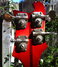 Rickenbacker 4001/4 , Fireglo: Headstock - Rear