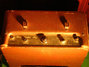 Rickenbacker M-88/amp Ace, Two tone brown: Full Instrument - Rear