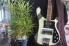 Rickenbacker 4001/4 BT, White: Body - Front