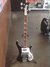 Rickenbacker 4003/4 , Jetglo: Free image2