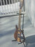 Rickenbacker 650/6 Dakota, Natural Walnut: Full Instrument - Front