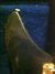 Rickenbacker 320/6 , Jetglo: Free image2