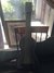 Rickenbacker NS/Post War/6 LapSteel, Gray: Close up - Free