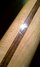 Rickenbacker 4001/4 , Mapleglo: Neck - Front