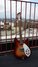 Rickenbacker 330/6 , Fireglo: Full Instrument - Front