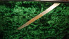 Rickenbacker B/6 LapSteel, Black: Free image