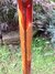 Rickenbacker 4001/4 , Fireglo: Neck - Rear