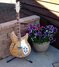 Rickenbacker 381/6 V69, Mapleglo: Full Instrument - Front