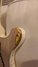 Rickenbacker 4001/4 , Natural Maple: Close up - Free2