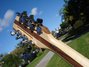 Rickenbacker 330/12 , Natural Walnut: Headstock - Rear