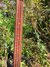 Rickenbacker 4000/4 PW Refin, Burgundy: Neck - Front