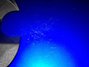 Rickenbacker 4003/4 BH BT, Midnightblue: Free image