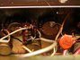 Rickenbacker M-30/amp Ek-O-Sound, Black: Free image2