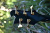 Rickenbacker 4004/5 Cii, Trans Green: Headstock - Rear
